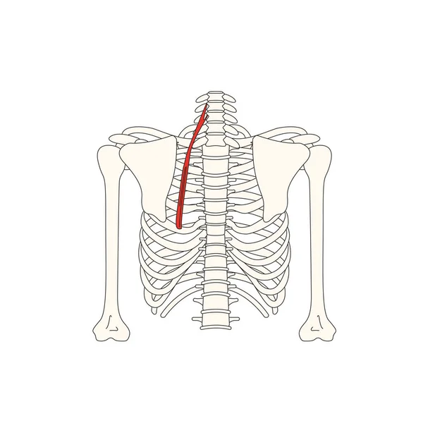 Ludzki Mięsień Anatomia Wektor Ilustracja — Wektor stockowy