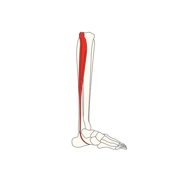 Anatomia Muscular Humana Ilustração Vetorial — Vetor de Stock