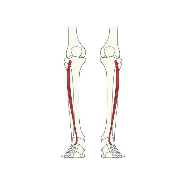 Illustration Vectorielle Anatomie Musculaire Humaine — Image vectorielle