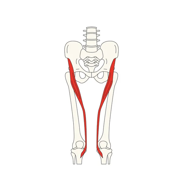 Mänsklig Muskel Anatomi Vektor Illustration — Stock vektor