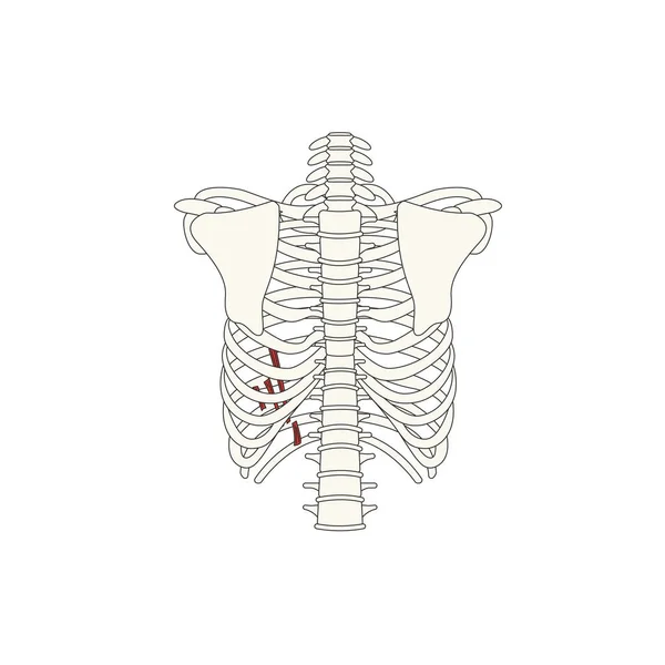 Векторная Иллюстрация Анатомии Человека — стоковый вектор