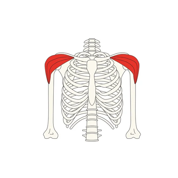 Anatomia Muscular Humana Ilustração Vetorial —  Vetores de Stock