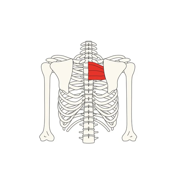 Illustration Menschlicher Muskelanatomie Vektor — Stockvektor