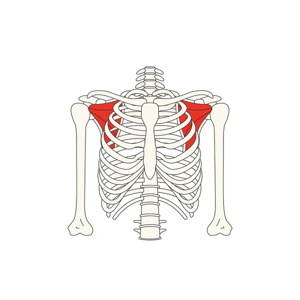 Emberi Izom Anatómia Vektor Illusztráció — Stock Vector