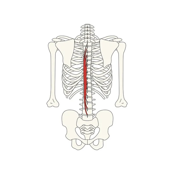 人体肌肉解剖学矢量图解 — 图库矢量图片
