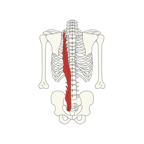 人間の筋肉の解剖図 — ストックベクタ