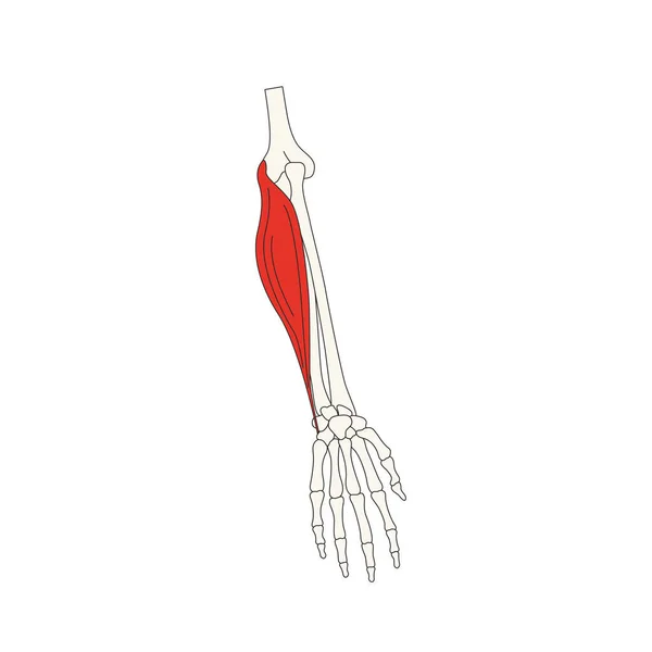 Anatomia Muscular Humana Ilustração Vetorial —  Vetores de Stock