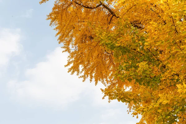 秋の風景 韓国の水原華城の風景 — ストック写真