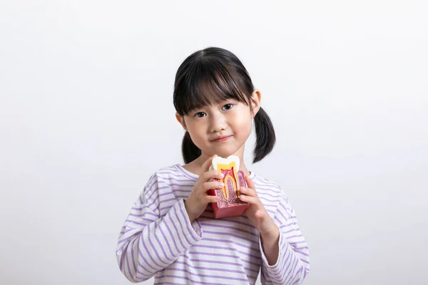 Asian Korean Child Tooth Miniature — Stock Photo, Image