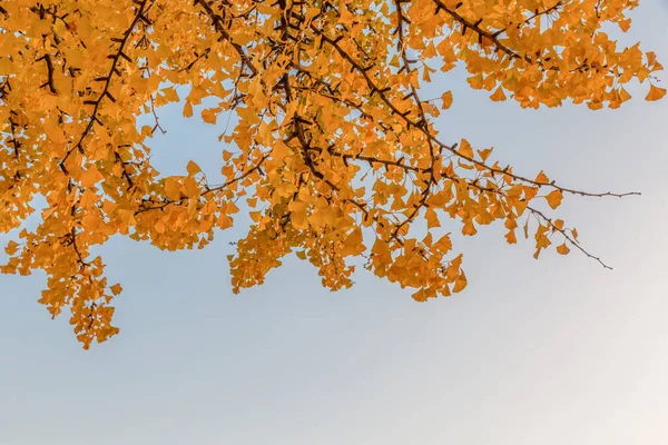 秋の風景 韓国の水原華城の風景 — ストック写真
