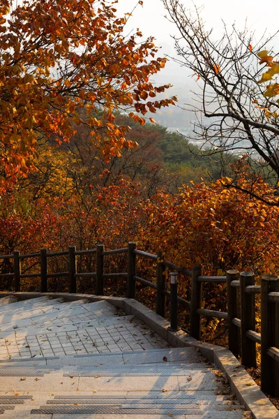 stock image beautiful autumn landscape, scenery with coloful leaves and silver grass in Namsan Park of Korea