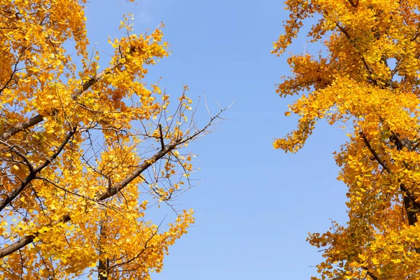 美しい秋の風景韓国南山公園の紅葉と銀の芝生の風景 — ストック写真