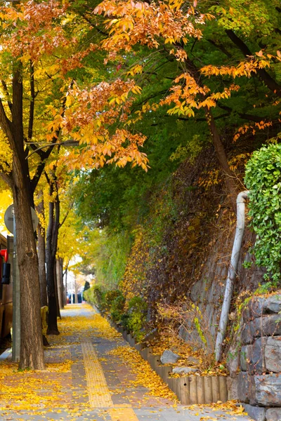 stock image beautiful autumn landscape, scenery with coloful leaves and silver grass in Namsan Park of Korea