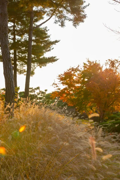 Gyönyörű Őszi Táj Táj Koloful Levelek Ezüst Namsan Park Korea — Stock Fotó