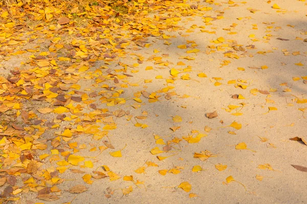 Schöne Herbstlandschaft Landschaft Mit Bunten Blättern Und Silbernem Gras Namsan — Stockfoto