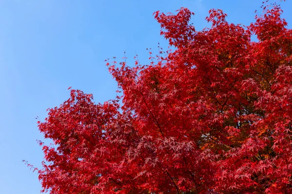 美しい秋の風景韓国南山公園の紅葉と銀の芝生の風景 — ストック写真