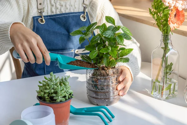 Milieuvriendelijke Gewoonten Hand Gebaar Het Planten Van Vetplanten Een Plastic — Stockfoto