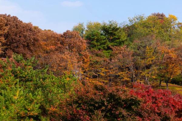 Beautiful Autumn Landscape Scenery Coloful Leaves Silver Grass Namsan Park — Stock Photo, Image