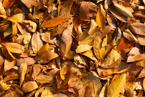 Schöne Herbstlandschaft Landschaft Mit Bunten Blättern Und Silbernem Gras Namsan — Stockfoto
