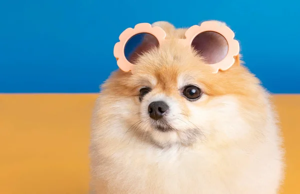 Pomeranian Dog Sunglasses Studio Background — стоковое фото