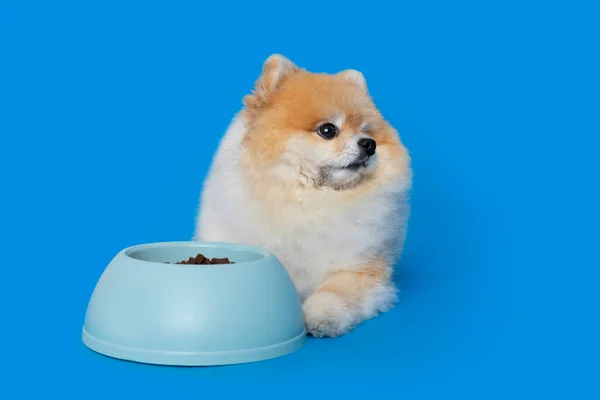Cute Pomeranian Dog Pet Food — стоковое фото