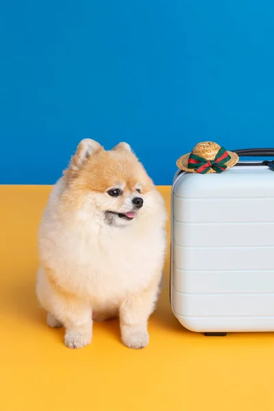 Preparing Trip Pet Cute Pomeranian Dog — Stock fotografie