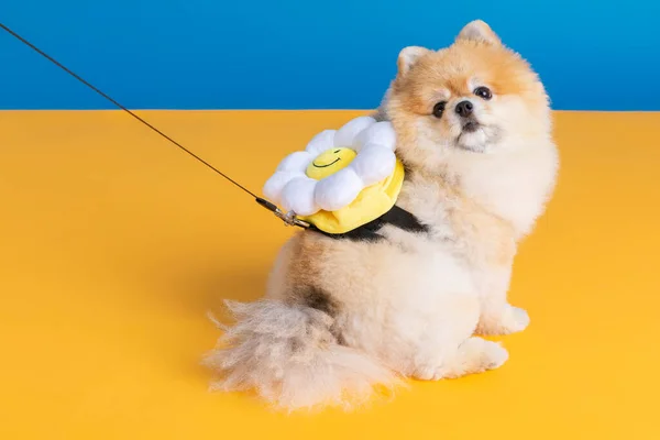 a cute pomeranian dog with lead on leash