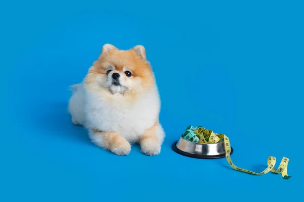 Cute Pomeranian Dog Pet Food Diet — Stockfoto