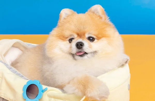 Cute Pomeranian Dog Luggage Bag Pet Travel Concept — стоковое фото