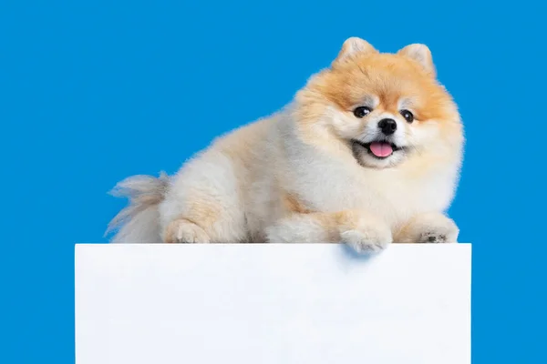 Cute Pomeranian Dog White Panel Board Copyspace — стоковое фото