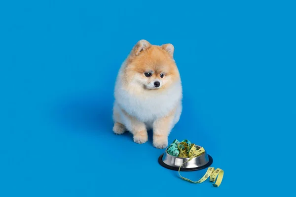 Cute Pomeranian Dog Pet Food Diet — Stock Photo, Image