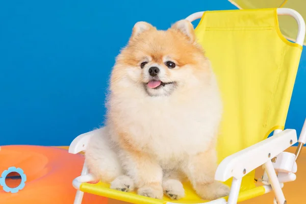 Cute Pomeranian Dog Trip Objects Pet Travel Concept — Stok fotoğraf