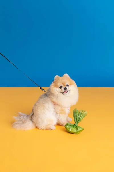 Cute Pomeranian Dog Poop Bag — стоковое фото