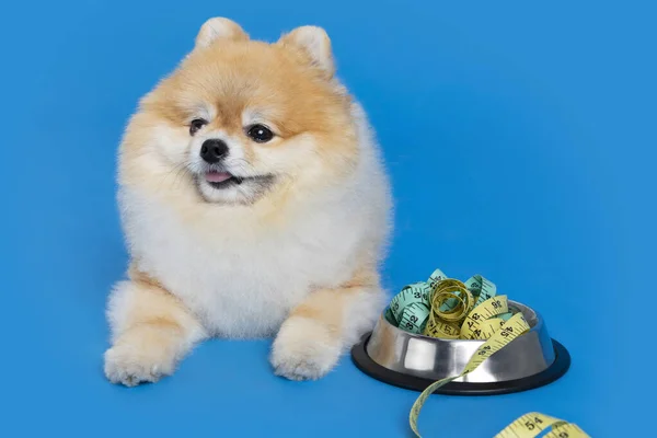 Cute Pomeranian Dog Pet Food Diet — стоковое фото