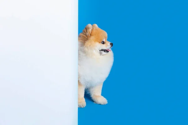 Cute Pomeranian Dog White Panel Board Copyspace — стоковое фото