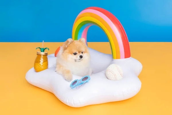 Cute Pomeranian Dog Trip Objects Pet Travel Concept — стоковое фото