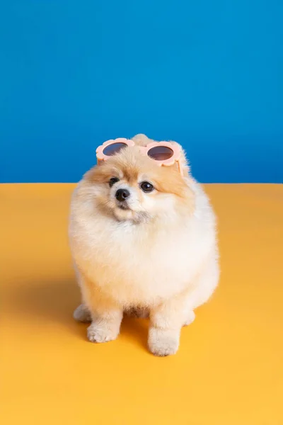 Pomeranian Dog Sunglasses Studio Background — стоковое фото