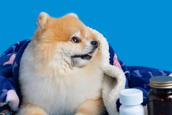 a cute pomeranian dog and medicine