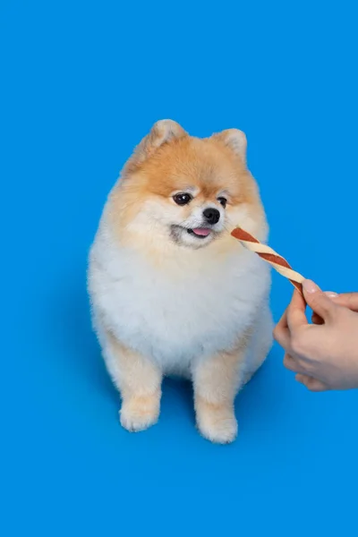 Söt Pommerska Hund Äter Snacks Behandlar — Stockfoto