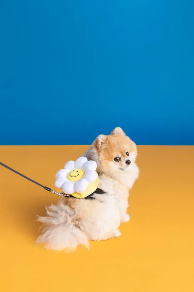 Cute Pomeranian Dog Lead Leash — Stock Photo, Image