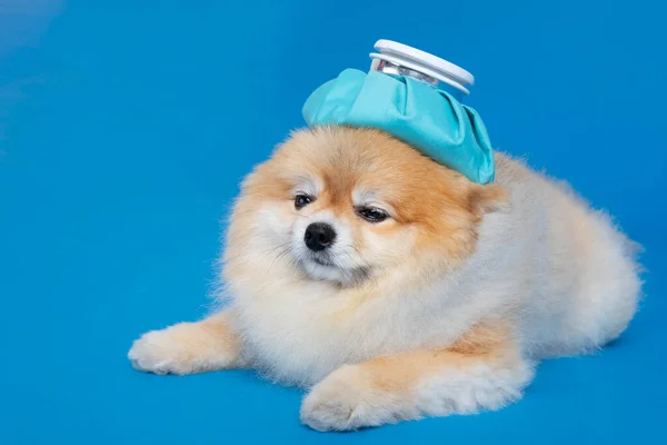 Cute Pomeranian Dog Fever Cold Shot Ice Bag — стоковое фото