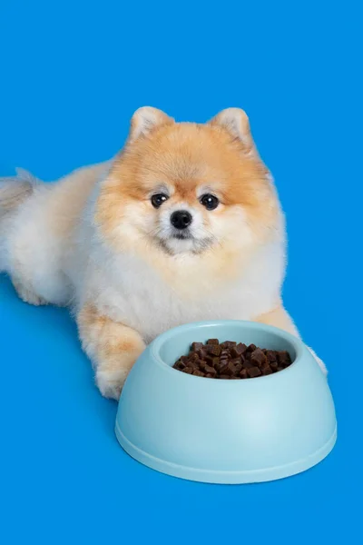 Cute Pomeranian Dog Pet Food — ストック写真