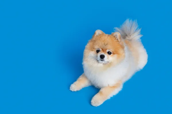 Симпатичная Немецкая Собака Фоне Студии — стоковое фото