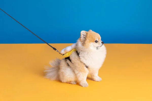 a cute pomeranian dog with lead on leash