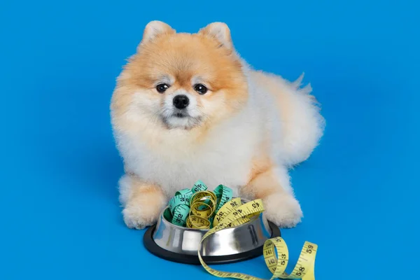 Cute Pomeranian Dog Pet Food Diet — Fotografia de Stock