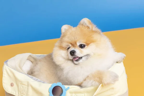Cute Pomeranian Dog Luggage Bag Pet Travel Concept — стоковое фото