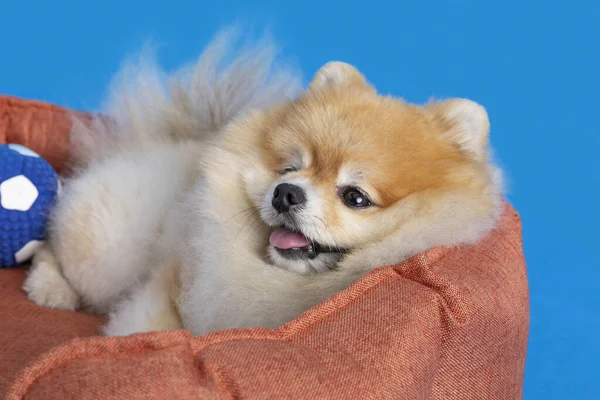 Cute Pomeranian Dog Lying Cushion Pillow —  Fotos de Stock