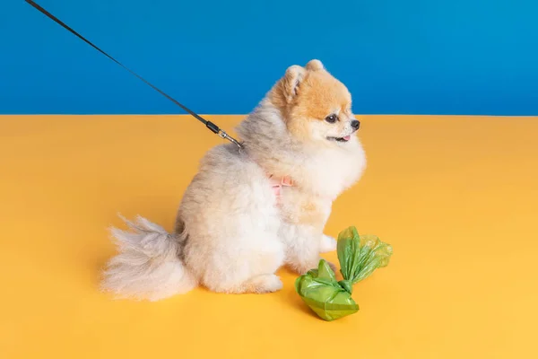 Cute Pomeranian Dog Poop Bag — Fotografia de Stock