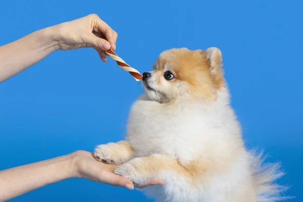 Cute Pomeranian Dog Eating Snacks Treats — Stock Photo, Image