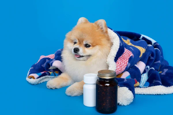 a cute pomeranian dog and medicine